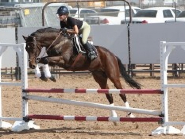 about-adopting-horses-tranquility-farm-gallery-01