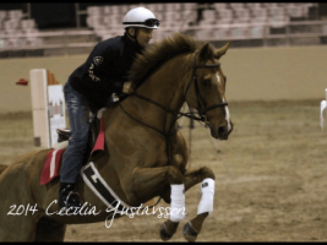 about-adopting-horses-tranquility-farm-gallery-02