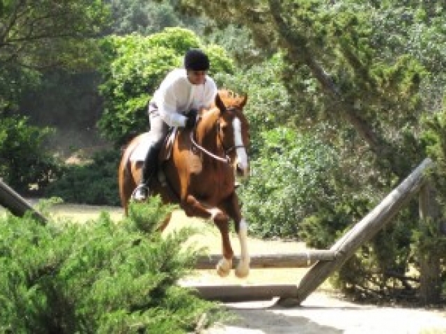 about-adopting-horses-tranquility-farm-gallery-03