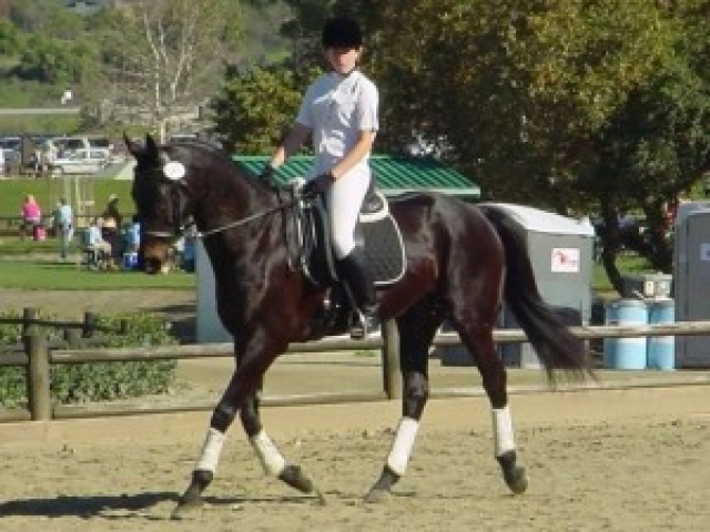 about-adopting-horses-tranquility-farm-gallery-04