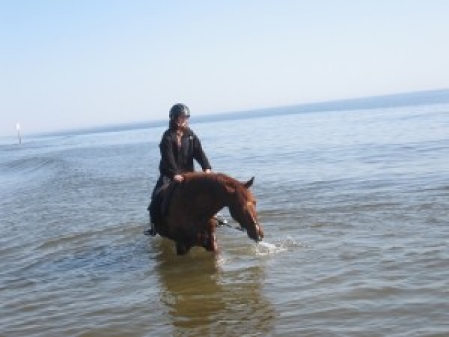 about-adopting-horses-tranquility-farm-gallery-05
