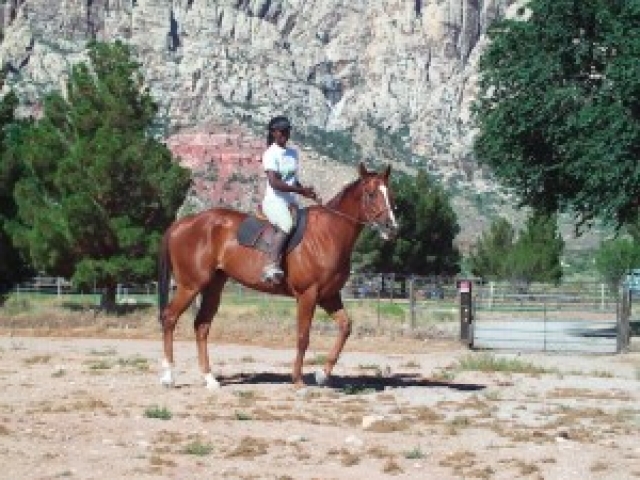 about-adopting-horses-tranquility-farm-gallery-06