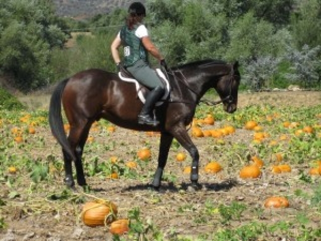 about-adopting-horses-tranquility-farm-gallery-07