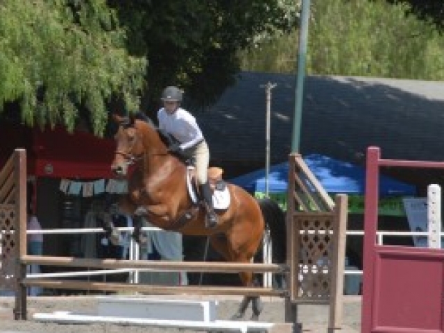 about-adopting-horses-tranquility-farm-gallery-08