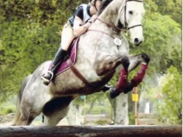 about-adopting-horses-tranquility-farm-gallery-10