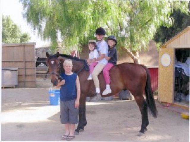 about-adopting-horses-tranquility-farm-gallery-12