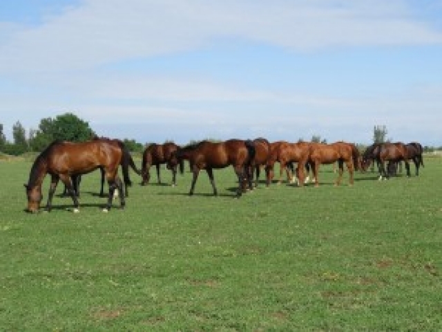 cottonwood-farm-tranquilitiy-farm-gallery-1
