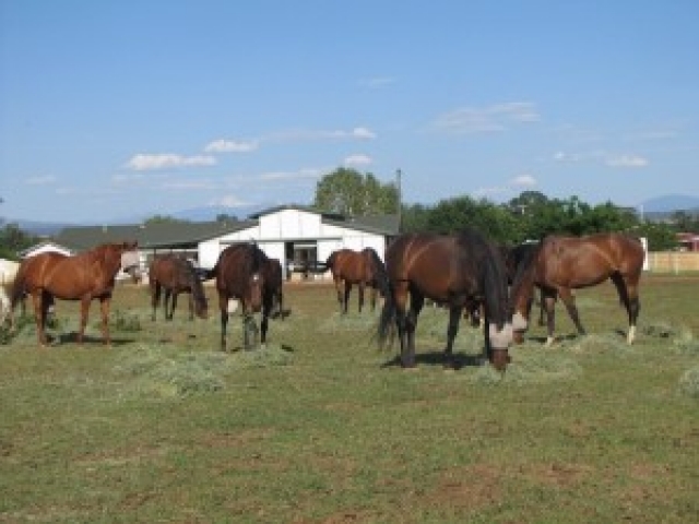 cottonwood-farm-tranquilitiy-farm-gallery-3