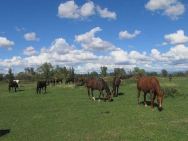 cottonwood-farm-tranquilitiy-farm-gallery-4