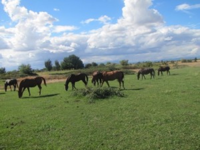 cottonwood-farm-tranquilitiy-farm-gallery-5