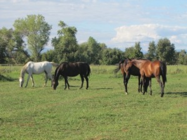 cottonwood-farm-tranquilitiy-farm-gallery-6
