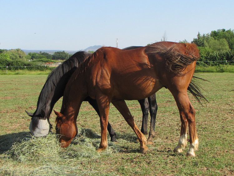 Contact | Tranquility Farm